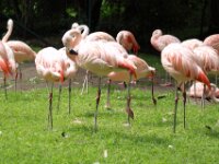 Flamingo (4)