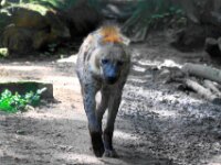 Hyena