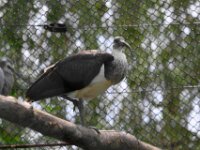 Ibis
