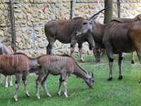 Kaapse Elandantiloop (4)