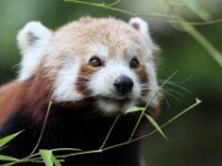Kleine Panda (4)