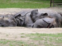 Neushoorn (5)