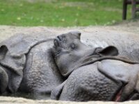 Neushoorn (6)