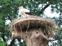 Ooievaar (15)