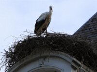 Ooievaar (2)