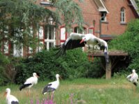 Ooievaar (6)