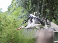 Ooievaar (7)