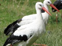 Ooievaar5 (5)