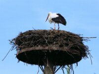 Planckendael 21-07-2009