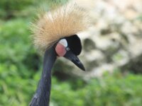 Paradijskraanvogel