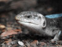 Reptiel