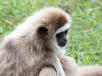 Withandgibbon (10)