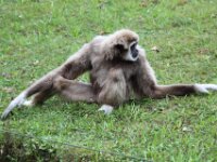 Withandgibbon (11)