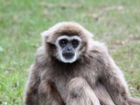 Withandgibbon (12)