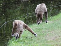 Withandgibbon (3)
