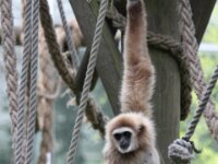Withandgibbon (5)