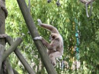 Withandgibbon (9)