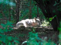 Wolf (2)