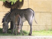 Zebra (2)