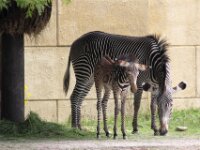 Zebra11