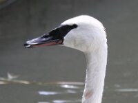 Zwaan (6)