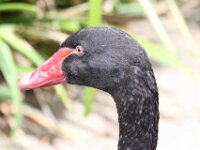 Zwaan
