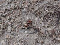 L'Ametlla De Mar - Boottocht 075