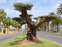Salou 170