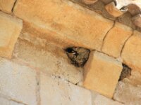 Santes Creus Zwaluwen 006