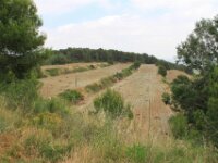 Santes Creus en Poblet - De rit 044