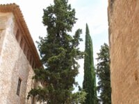 Santes Creus 062