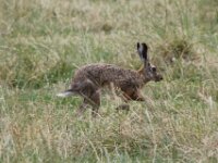 IMG 4651