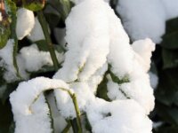 Sneeuwwandeling Tielt Poelberg 016