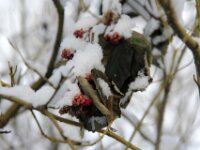 Sneeuwwandeling Tielt Poelberg 039