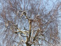 Sneeuwwandeling Tielt Poelberg 047