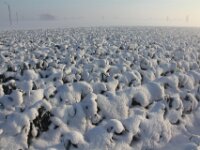 Sneeuwwandeling Tielt Poelberg 084