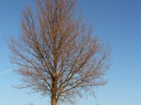 Sneeuwwandeling Tielt Poelberg 114