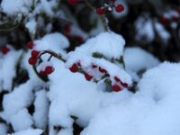 Sneeuwwandeling Tielt Poelberg 122