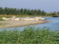Zeelandrit dag 2 021