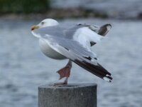 Dag 3 Rit deel 2 018