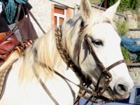 Celles - Feest Saint Hubert