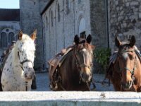 Celles St. Hubert 135