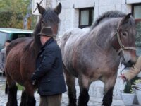 Celles St. Hubert 34