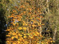Chateau de Vignee - Herfst 011