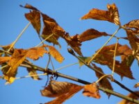 Chateau de Vignee - Herfst 017