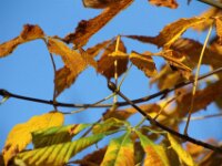 Chateau de Vignee - Herfst 018