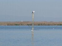 La Albufera & El Palmar 015