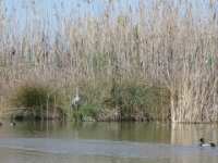 La Albufera & El Palmar 020