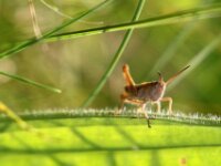 Avondwandeling Tielt - 25-07-2012