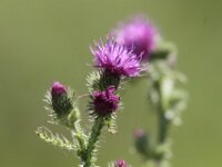 IMG 7145